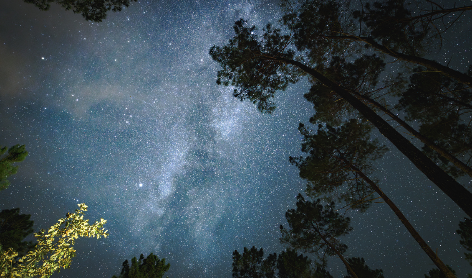 View of the Milky Way through trees.